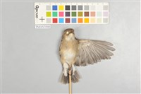 藏品(紅喉姬鶲)的圖片